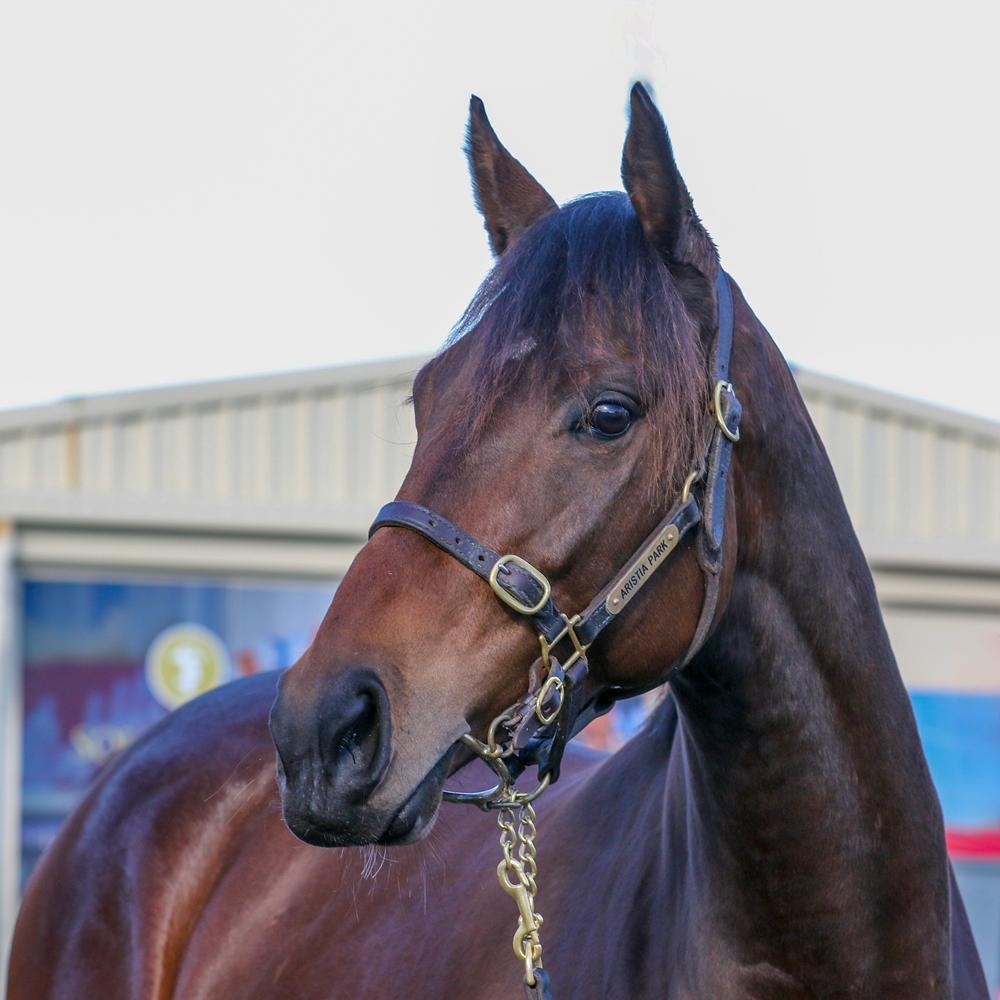 Zarafa (FR) - Image 2