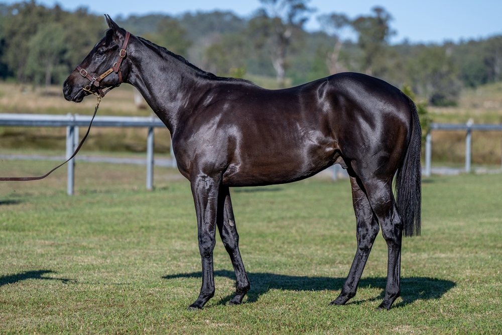 Barbaric (AUS) / Maneki (AUS) 2023 Colt - Image 1