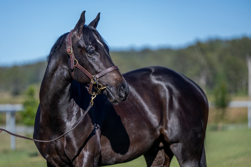 Barbaric (AUS) / Maneki (AUS) 2023 Colt - Image 2