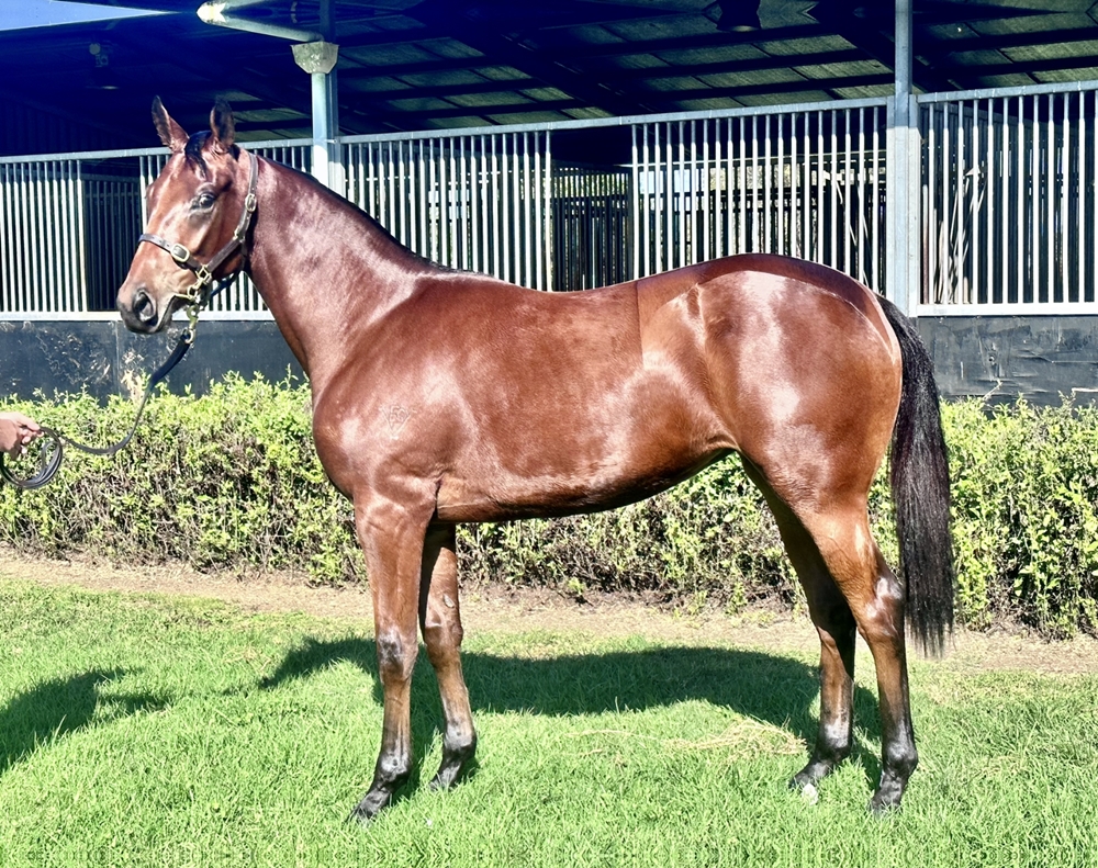 Lean Mean Machine (AUS) / Incensed (AUS) 2023 Filly - Image 1