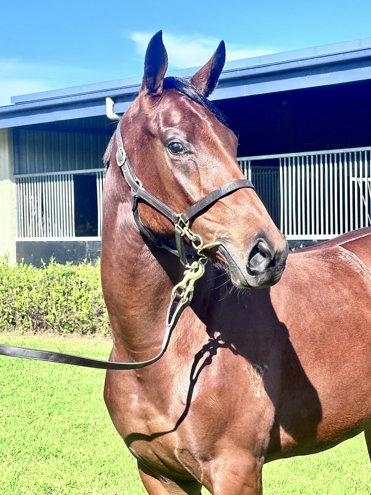 Lean Mean Machine (AUS) / Incensed (AUS) 2023 Filly - Image 2