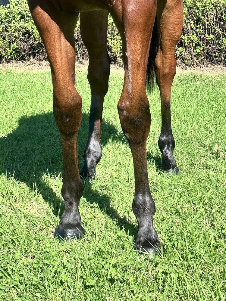 Lean Mean Machine (AUS) / Incensed (AUS) 2023 Filly - Image 3