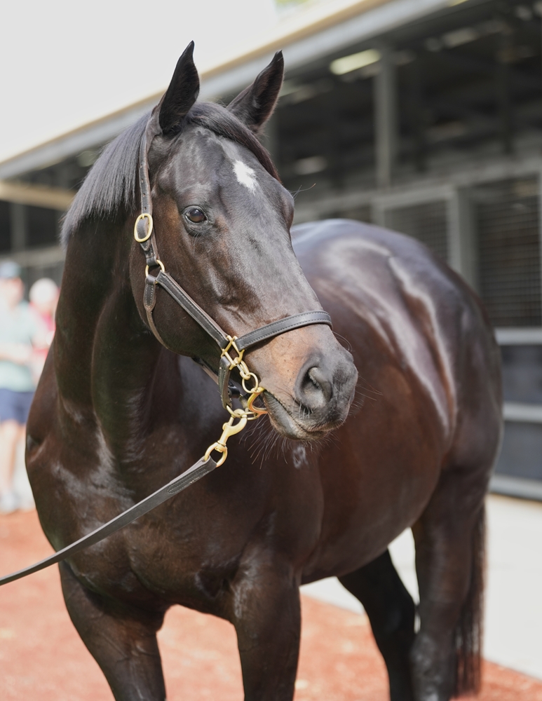 Thala (AUS) - Image 2