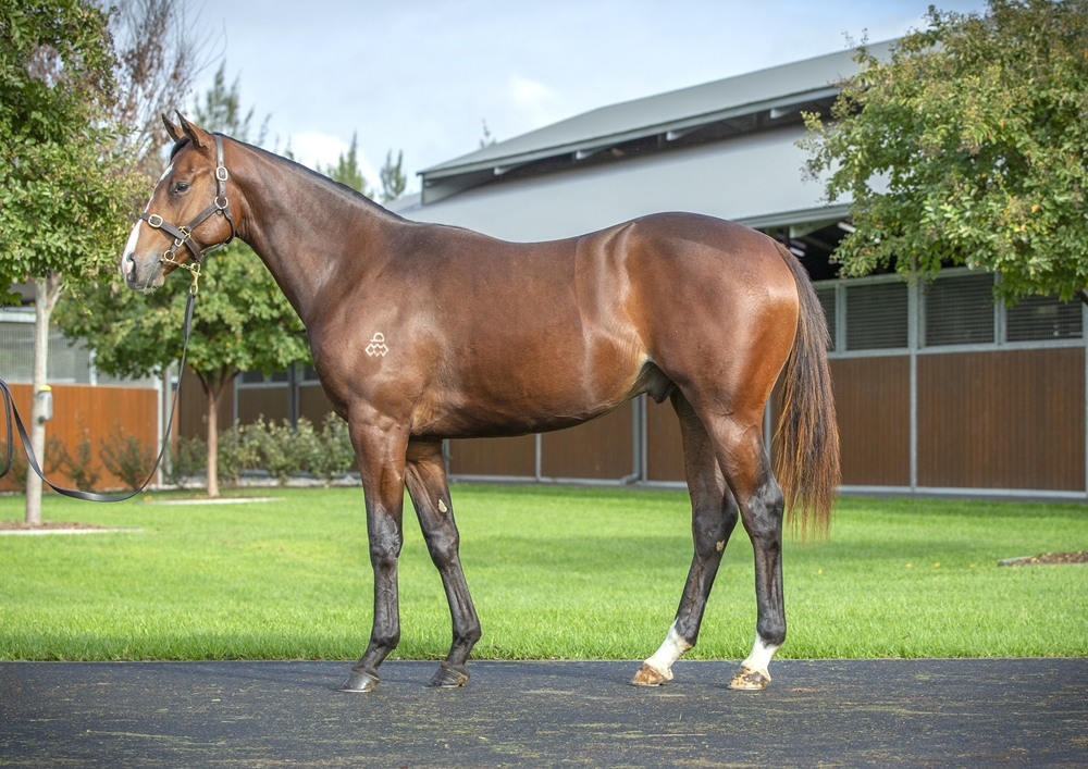 Castelvecchio (AUS) / Holiday Romance (AUS) 2023 Colt - Image 1