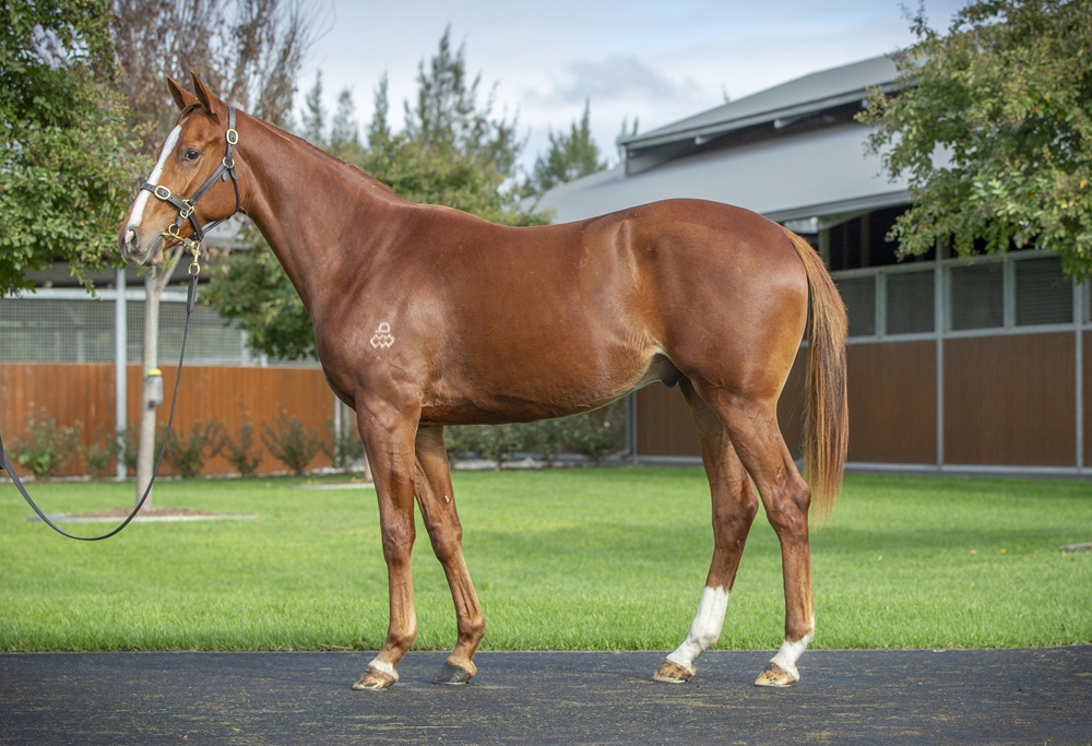 Castelvecchio (AUS) / Killer Instinct (AUS) 2023 Colt - Image 1