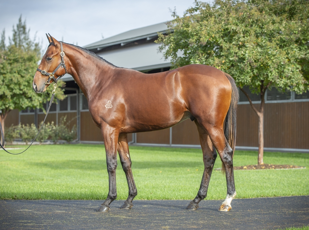 Rulership (JPN) / Pratolina (JPN) 2023 Colt - Image 1