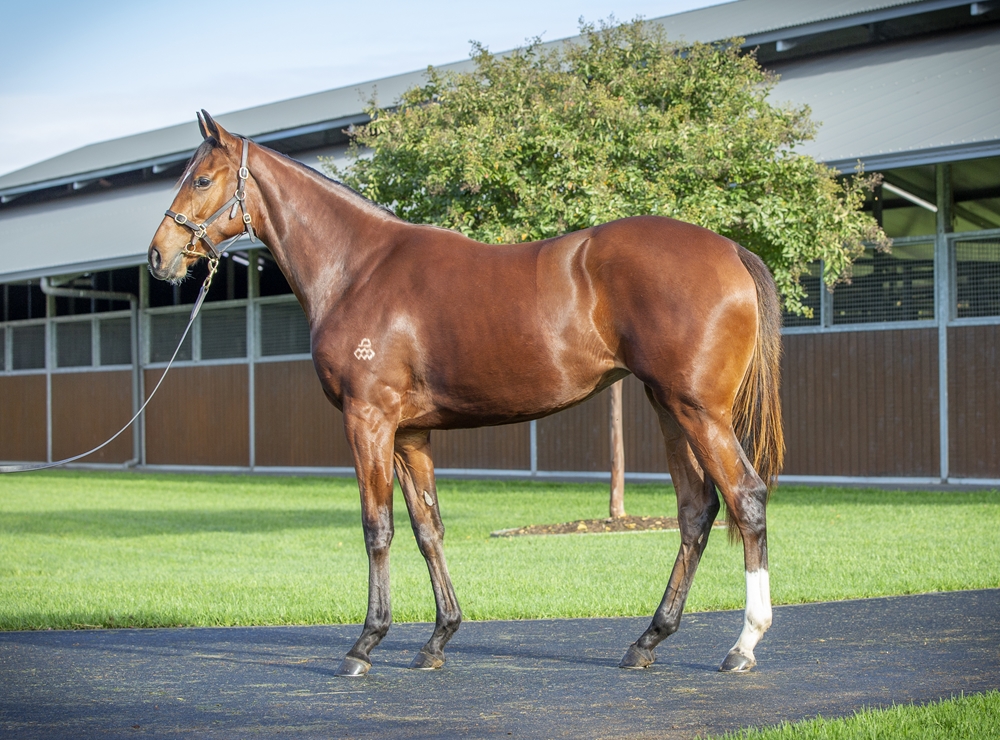 Dundeel (NZ) / Santa Rocks (AUS) 2023 Filly - Image 1