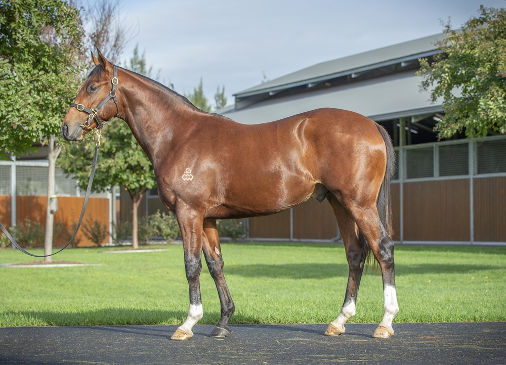 Maurice (JPN) / Simply Breathless (GB) 2023 Colt - Image 1