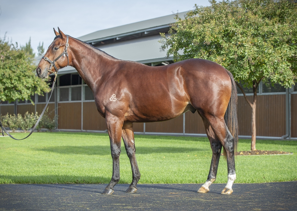 Shalaa (IRE) / Streep (AUS) 2023 Colt - Image 1