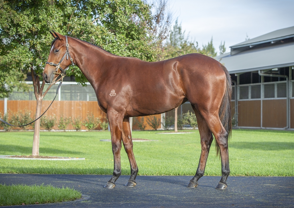 Shalaa (IRE) / Torreyana (AUS) 2023 Filly - Image 1