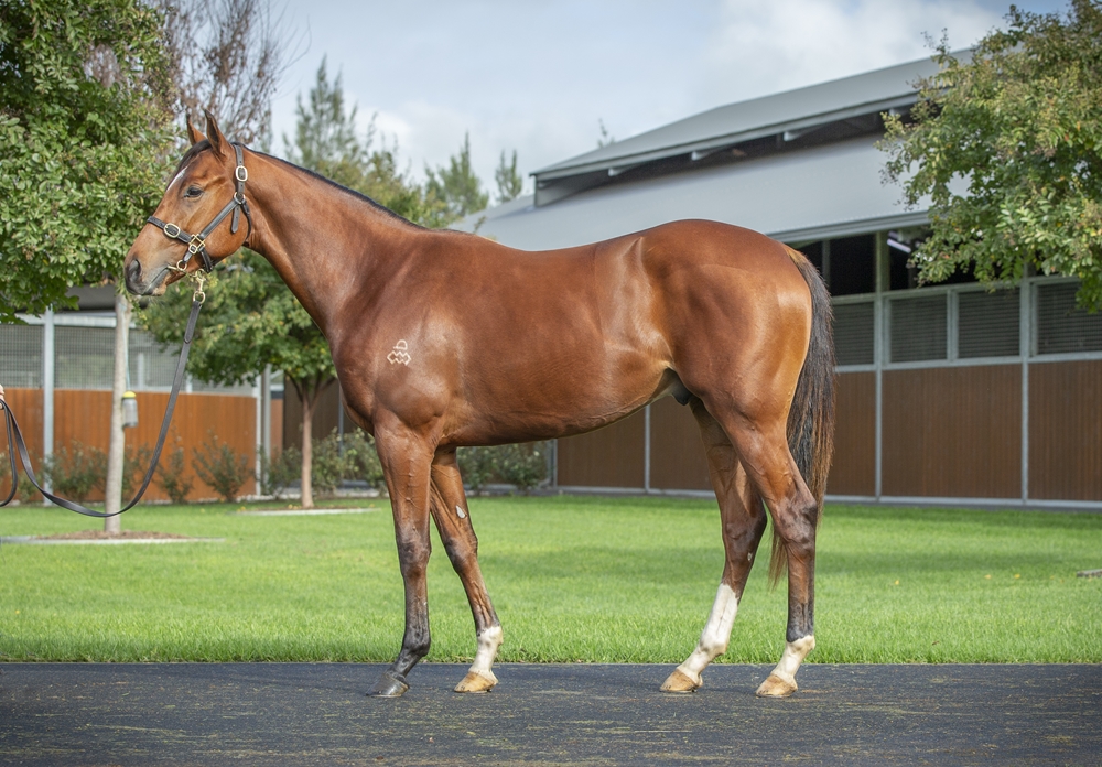 Dundeel (NZ) / Toy Kingdom (AUS) 2023 Colt - Image 1