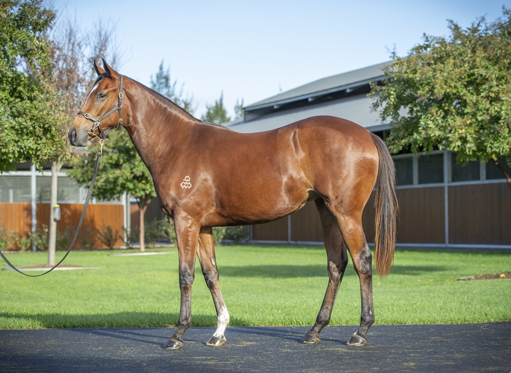 Maurice (JPN) / Almandine (JPN) 2023 Filly - Image 1