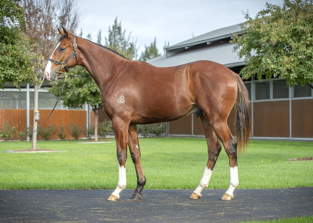 The Autumn Sun (AUS) / Dalt Vila (JPN) 2023 Colt - Image 1