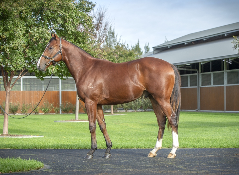 Maurice (JPN) / Darzela (AUS) 2023 Colt - Image 1