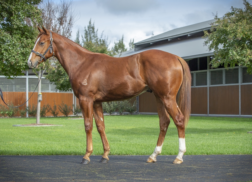 Ole Kirk (AUS) / Diamondesque (AUS) 2023 Colt - Image 1