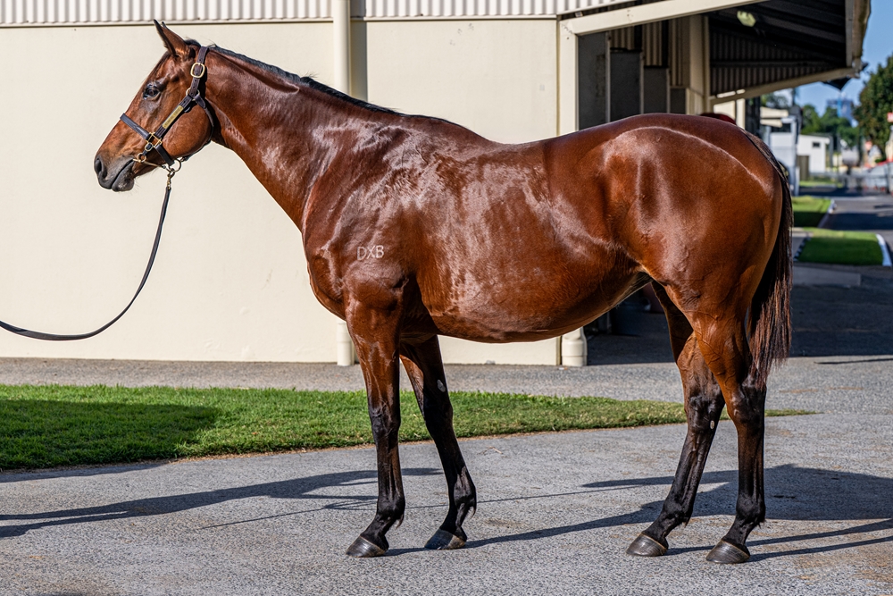 Queen of Dubai (AUS) - Image 1