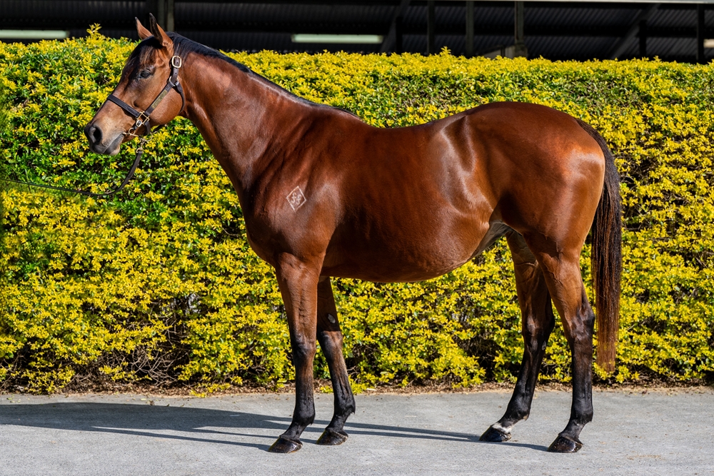 Reprimand (AUS) - Image 1