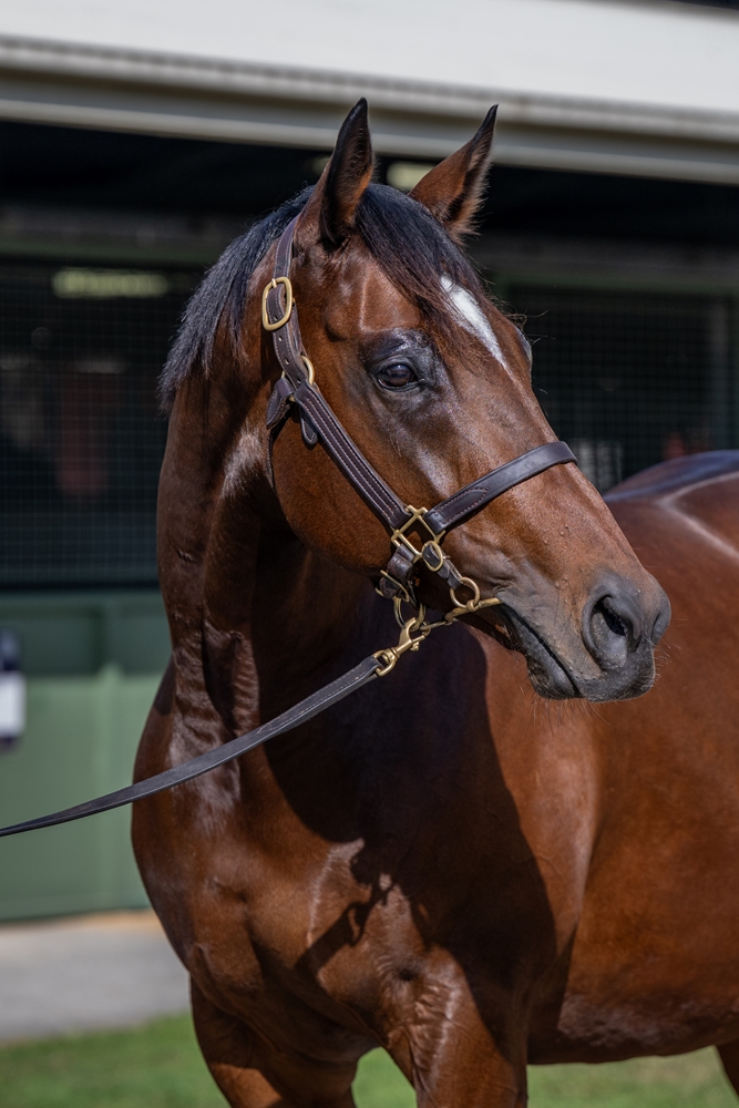 Moonquake (USA) - Image 2