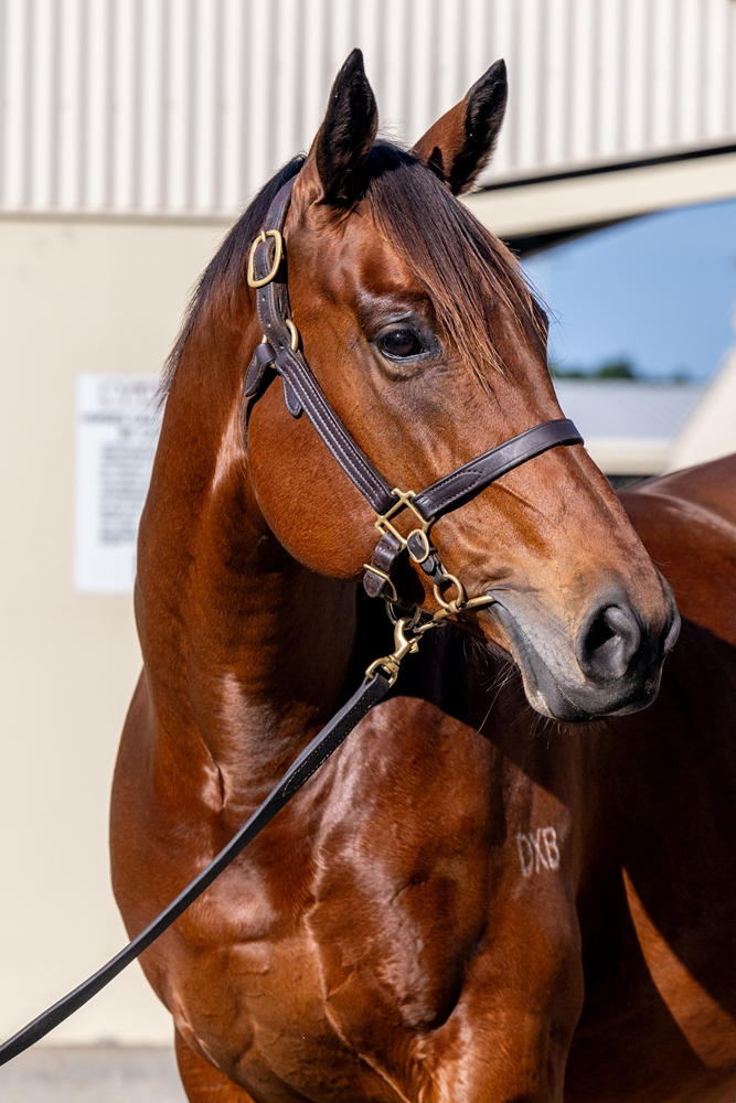 Queen of Dubai (AUS) - Image 2