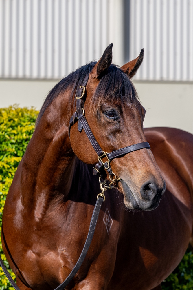 Reprimand (AUS) - Image 2