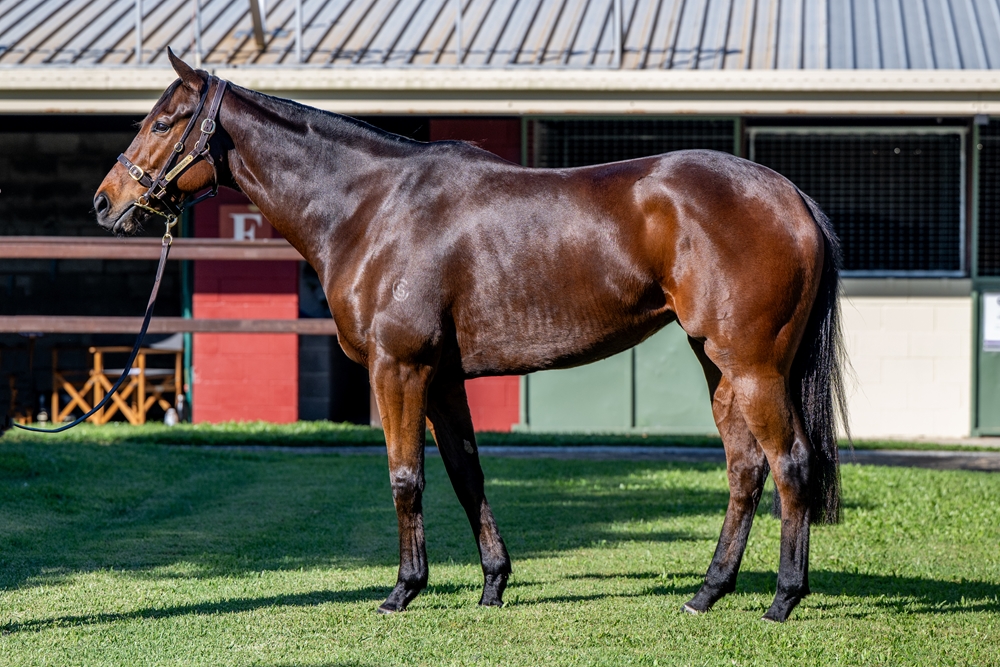 Diss is Dramatic (NZ) - Image 1