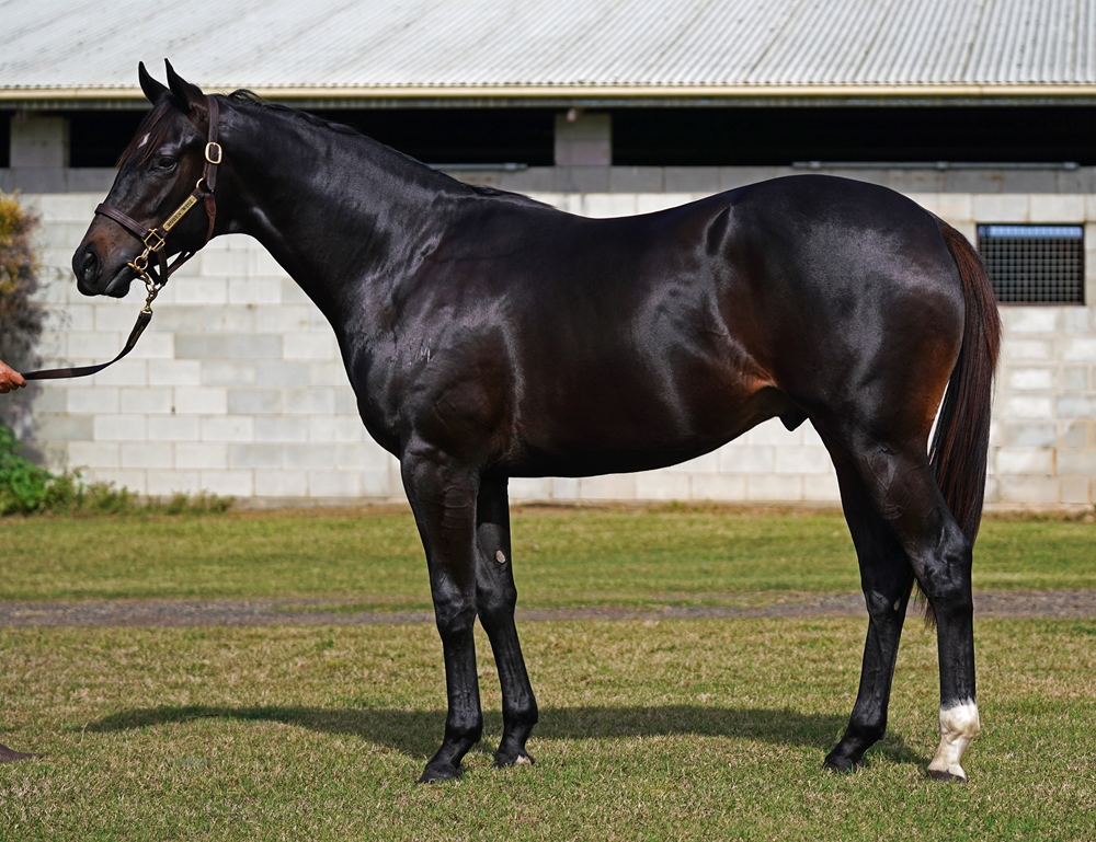 Rebel Dane (AUS) / Sally's Day (AUS) 2023 Colt - Image 1