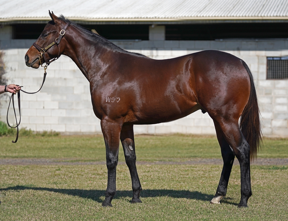 King's Legacy (AUS) / Sono Dolce (AUS) 2023 Colt - Image 1