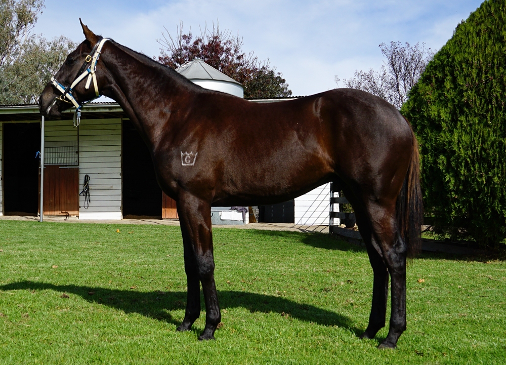 Jonker (AUS) / Ransom Rose (AUS) 2023 Colt - Image 1
