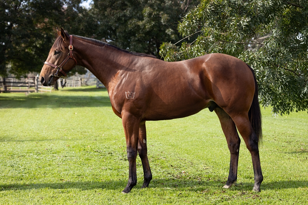Jonker (AUS) / Shoctonic (AUS) 2023 Colt - Image 1
