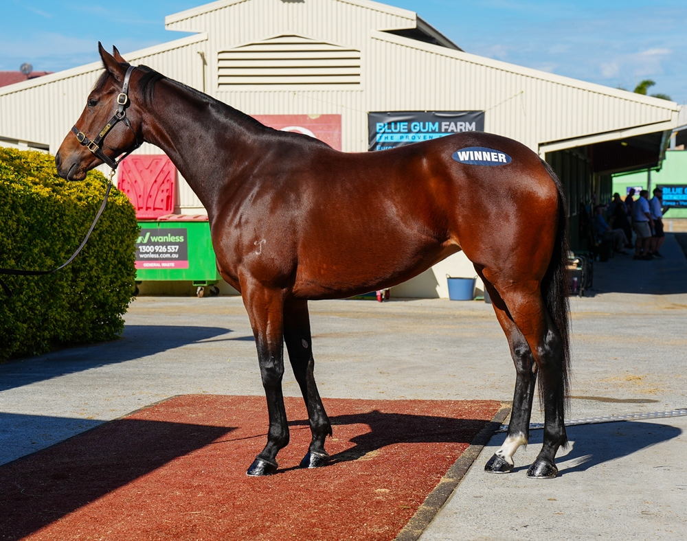 Angry Bet (AUS) - Image 1