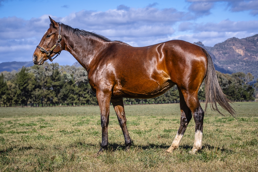 Dream Cirque (AUS) - Image 1