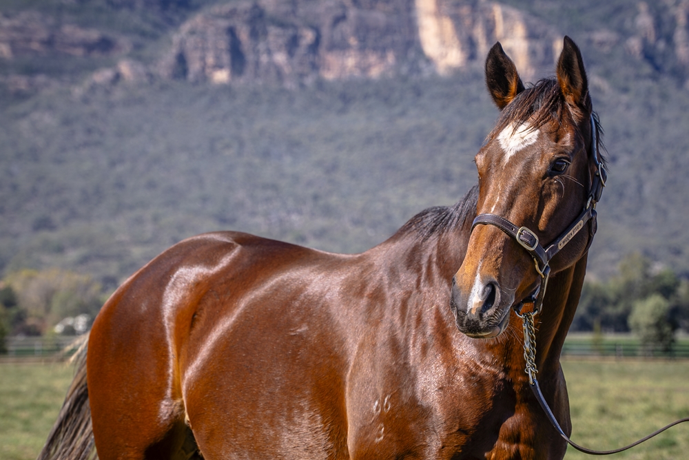 Dream Cirque (AUS) - Image 2