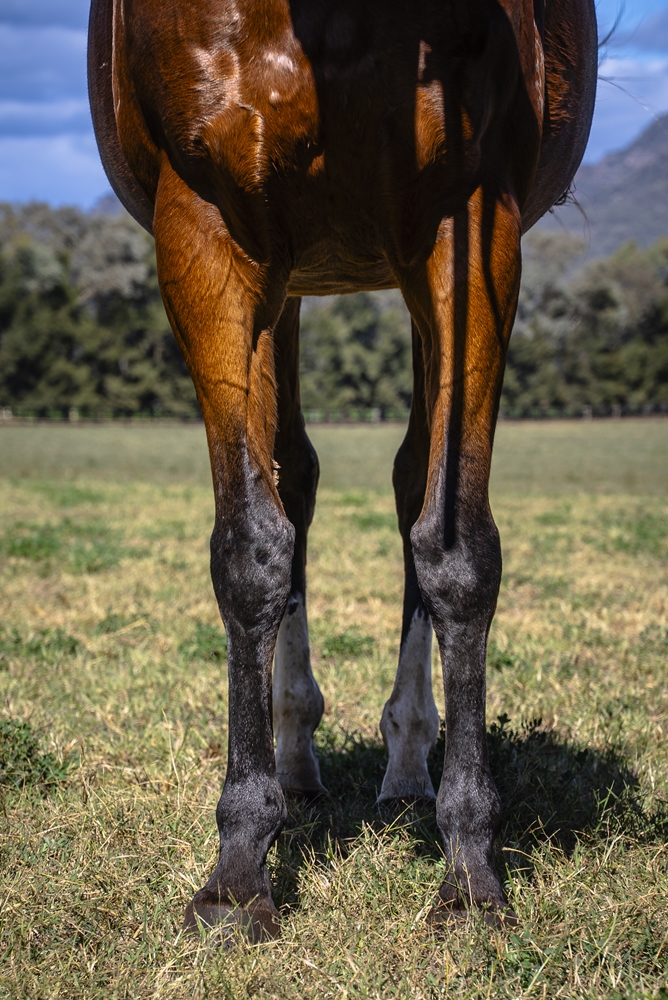 Dream Cirque (AUS) - Image 3