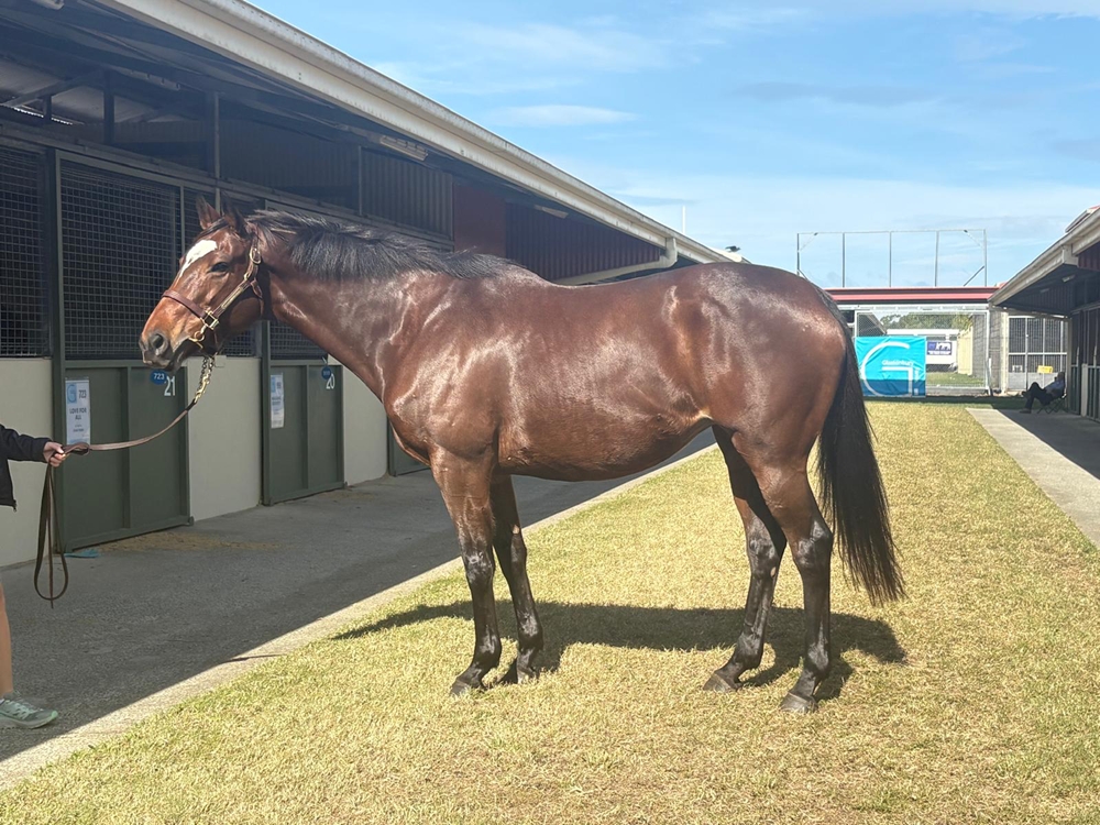 Sienna Lady (IRE) - Image 1