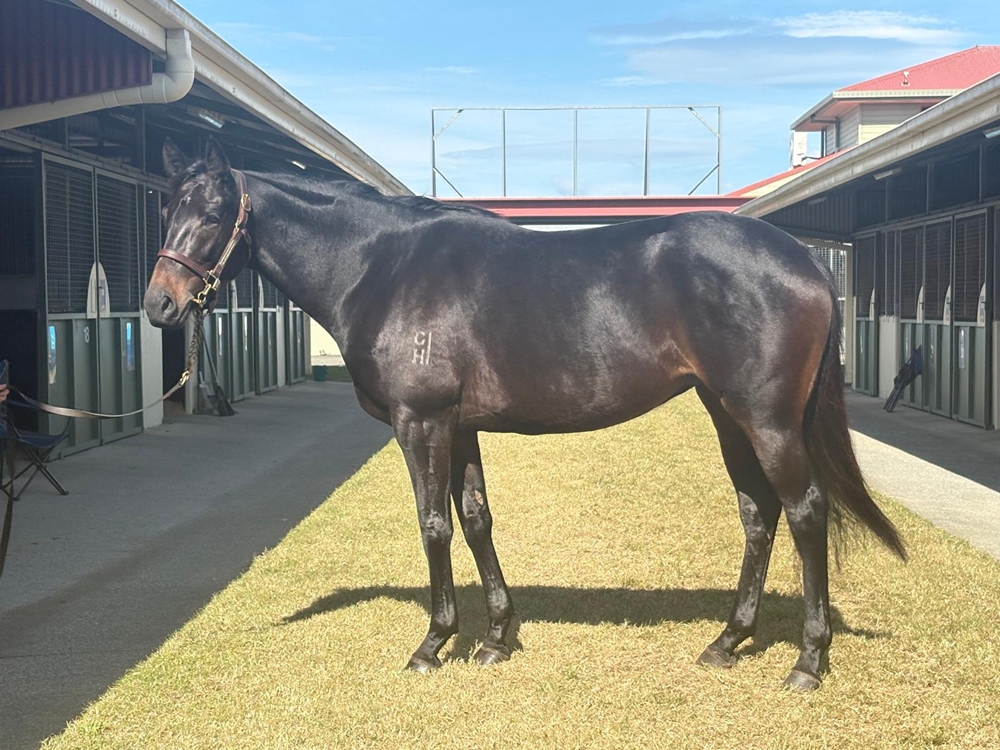 Madame Society (AUS) - Image 1