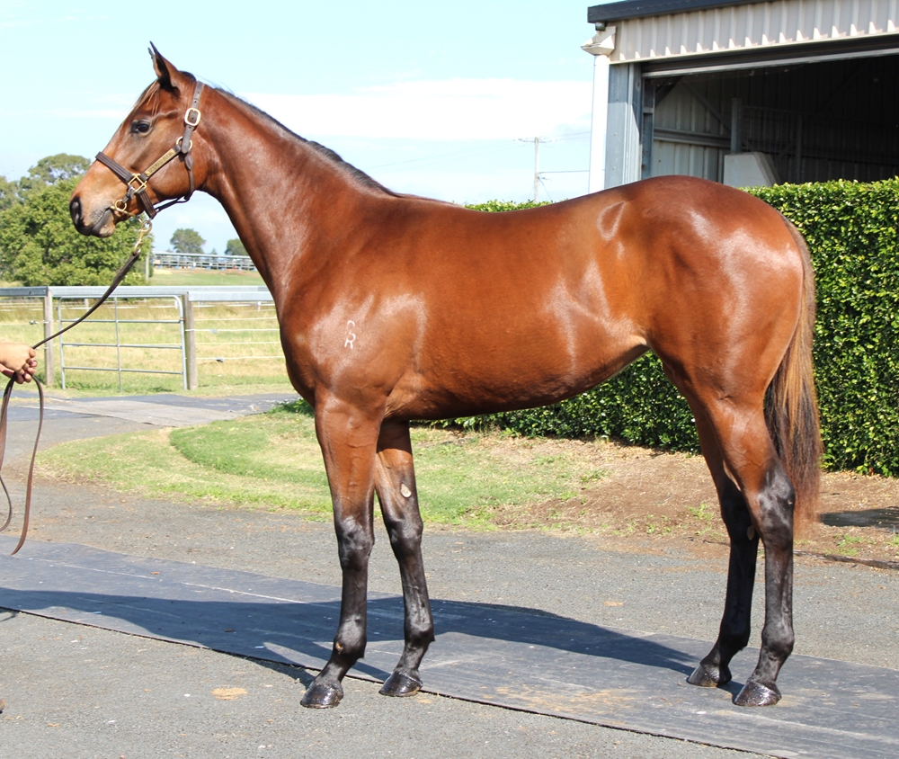 Dracarys (AUS) / She is Fierce (NZ) 2023 Filly - Image 1