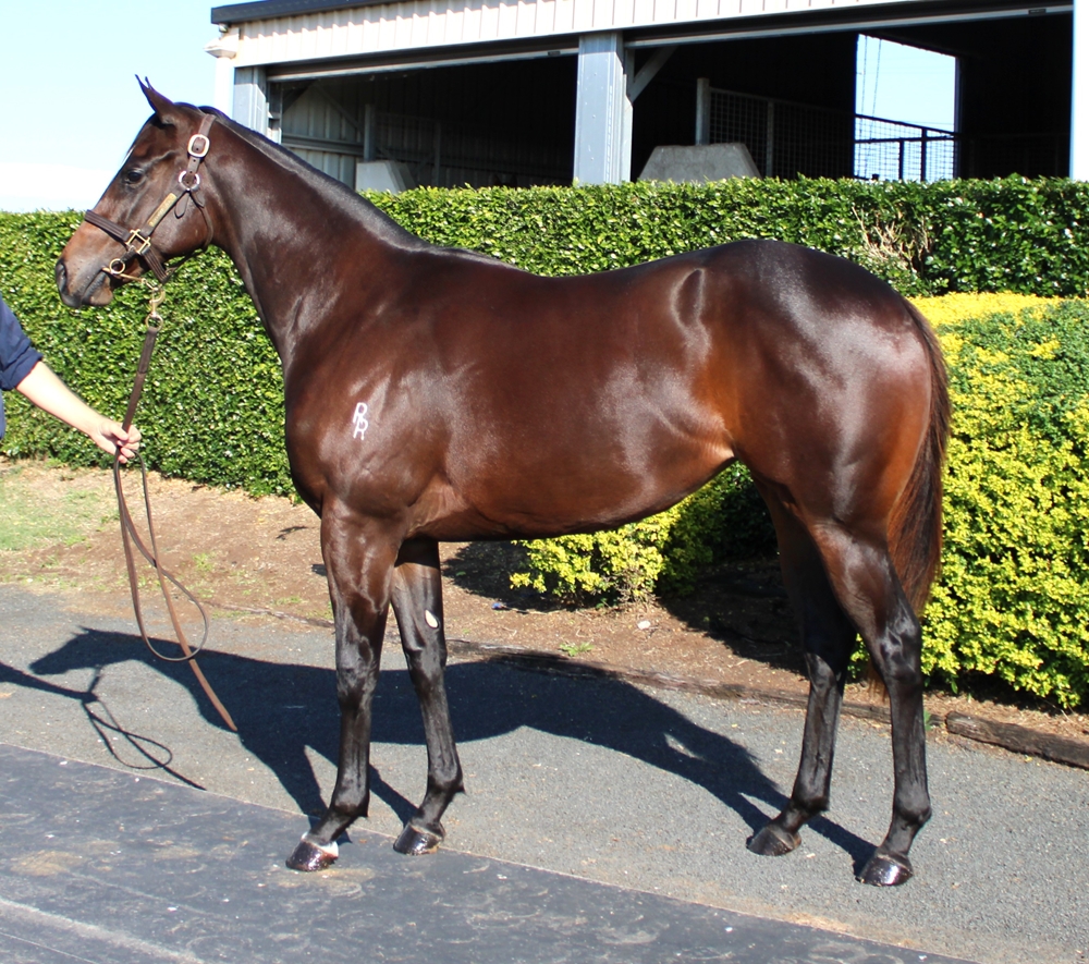 Dracarys (AUS) / Ahika (AUS) 2023 Filly - Image 1