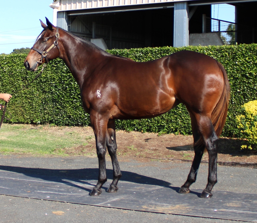 Dracarys (AUS) / Bodega Miss (AUS) 2023 Filly - Image 1