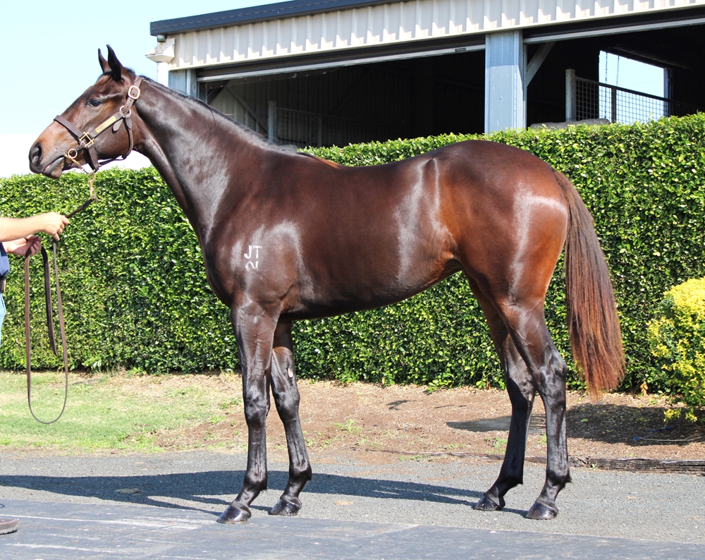 Rebel Dane (AUS) / Think Glory (AUS) 2023 Filly - Image 1