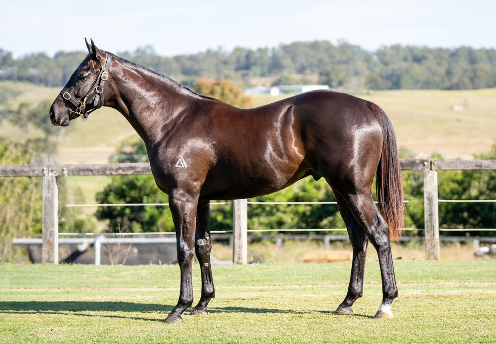 Ole Kirk (AUS) / Ilovewhatsebrings (AUS) 2023 Colt - Image 1