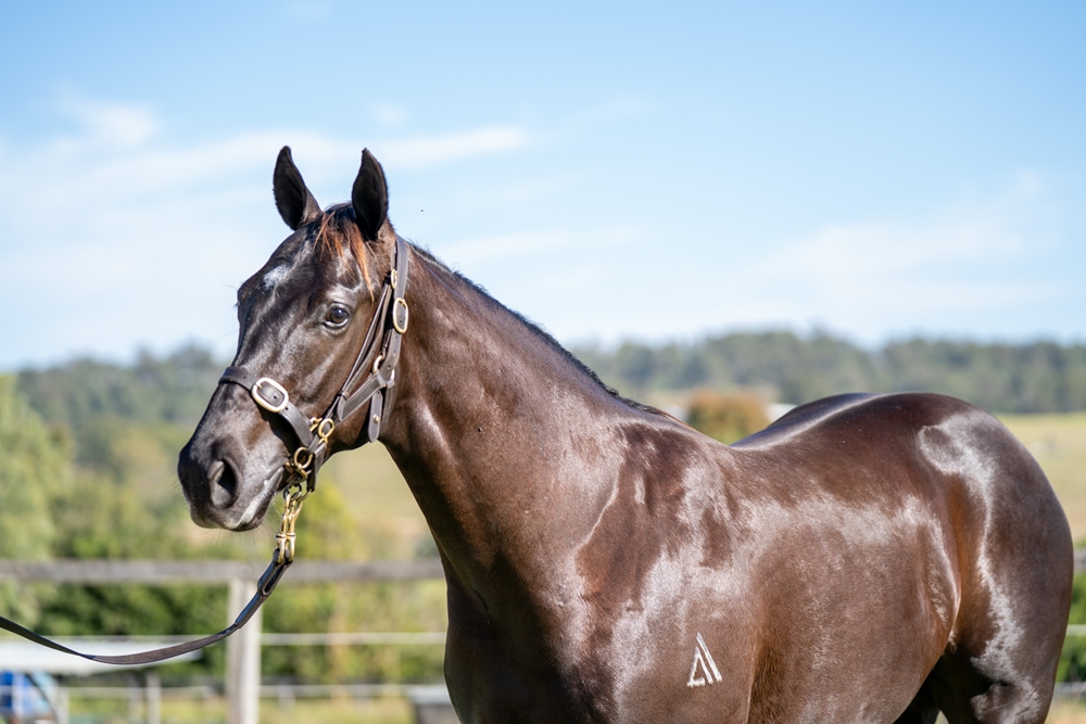 Ole Kirk (AUS) / Ilovewhatsebrings (AUS) 2023 Colt - Image 2