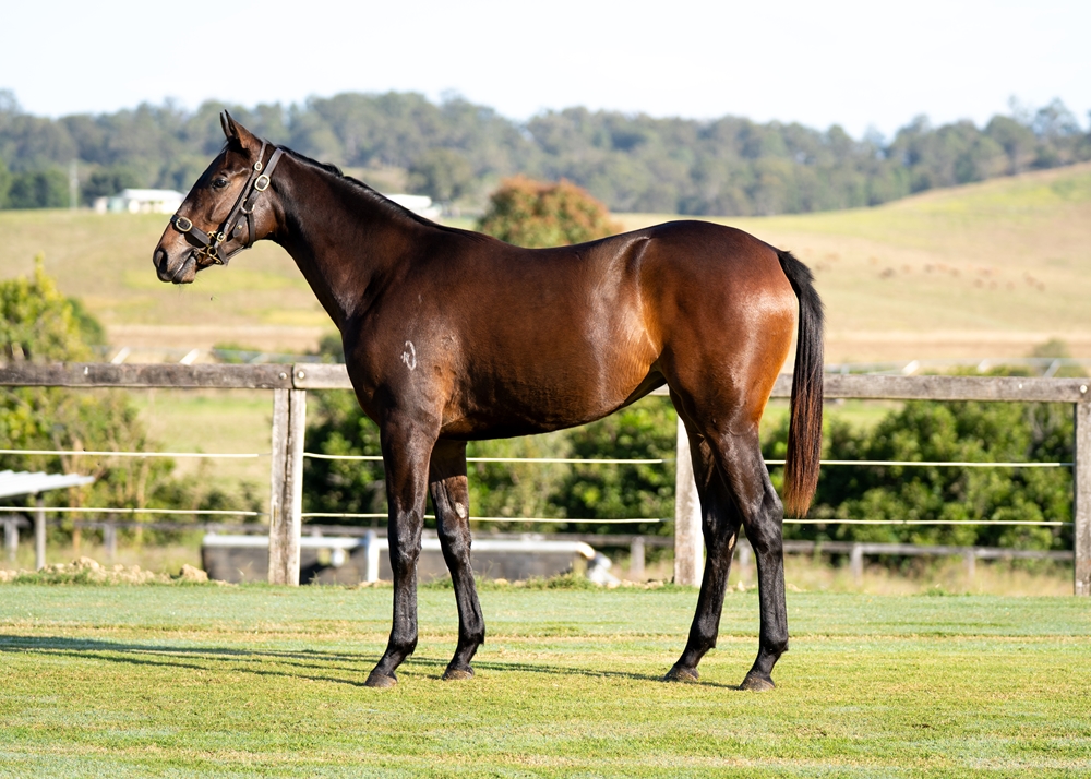 Farnan (AUS) / Kadupul (AUS) 2023 Filly - Image 1