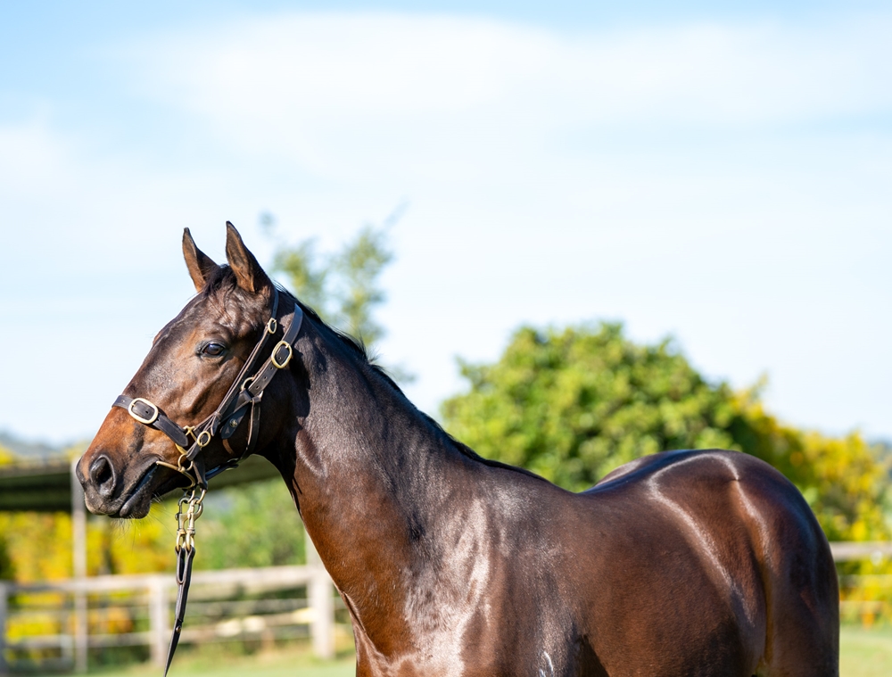 Farnan (AUS) / Kadupul (AUS) 2023 Filly - Image 2