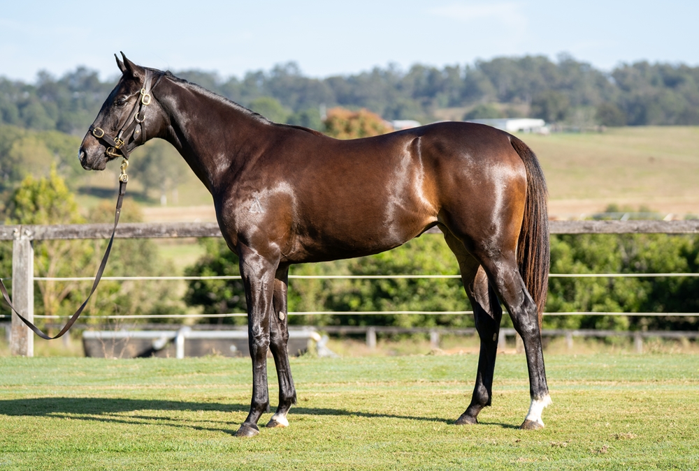 Ole Kirk (AUS) / Snow Sparkle (AUS) 2023 Filly - Image 1