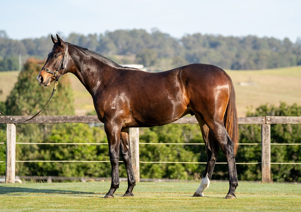 Captivant (AUS) / Divine Power (NZ) 2023 Colt - Image 1