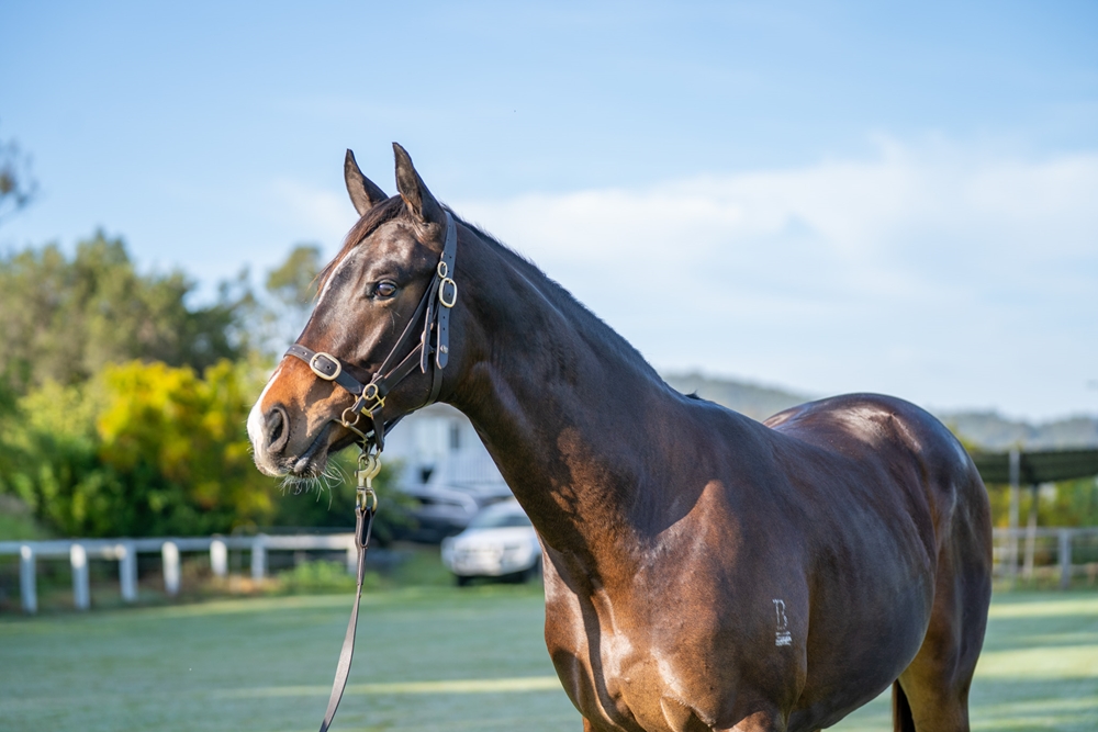 Captivant (AUS) / Divine Power (NZ) 2023 Colt - Image 2