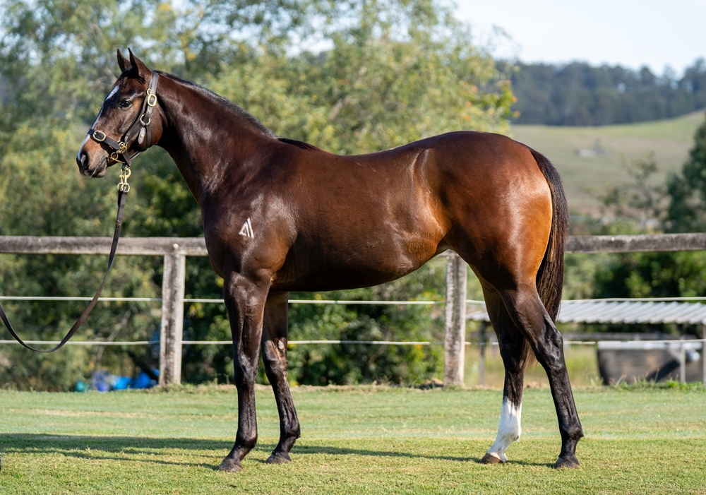 Ole Kirk (AUS) / Empress Ali (IRE) 2023 Filly - Image 1