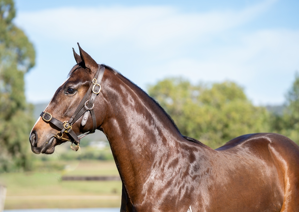 Ole Kirk (AUS) / Empress Ali (IRE) 2023 Filly - Image 2