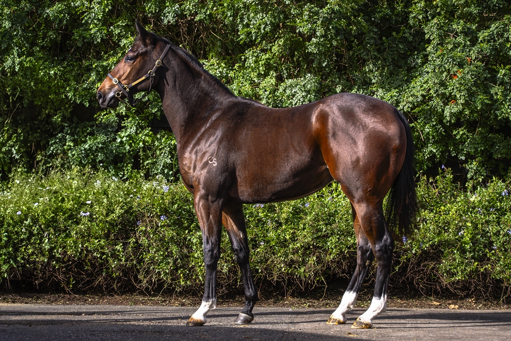 Time to Reign (AUS) / Fantasy Quest (AUS) 2023 Filly - Image 1