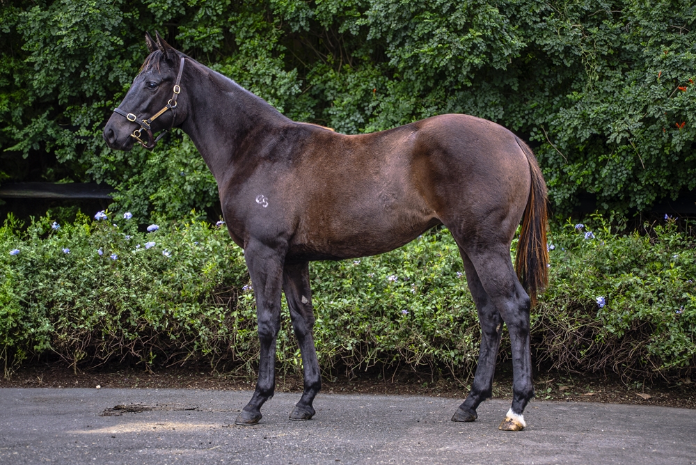 All Too Hard (AUS) / Fudgewedge (AUS) 2023 Filly - Image 1